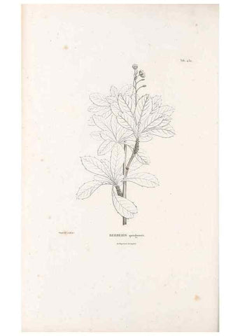 Reproducción/Reproduction 49521172318: Nova genera et species plantarum :. Antverpiae :Ex officina Christophori Plantini ...,1576.. 