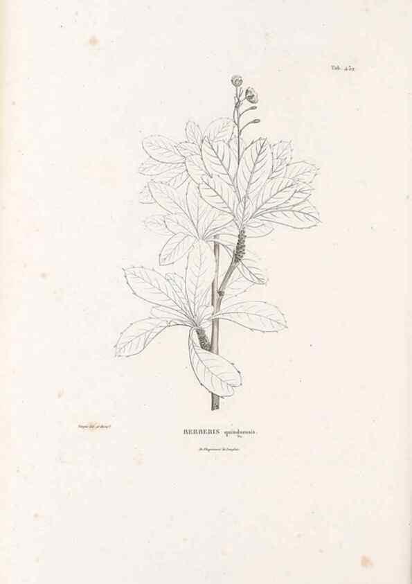 Reproducción/Reproduction 49521172318: Nova genera et species plantarum :. Antverpiae :Ex officina Christophori Plantini ...,1576.. 