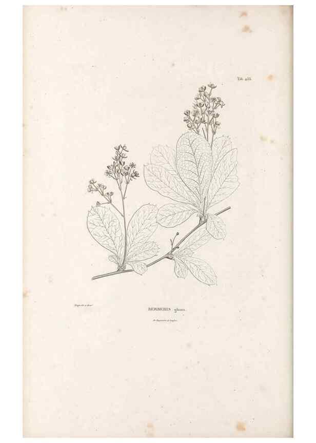 Reproducción/Reproduction 49521172653: Nova genera et species plantarum :. Antverpiae :Ex officina Christophori Plantini ...,1576.. 
