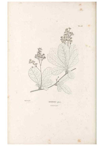 Reproducción/Reproduction 49521172653: Nova genera et species plantarum :. Antverpiae :Ex officina Christophori Plantini ...,1576.. 
