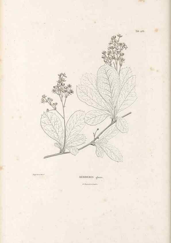 Reproducción/Reproduction 49521172653: Nova genera et species plantarum :. Antverpiae :Ex officina Christophori Plantini ...,1576.. 