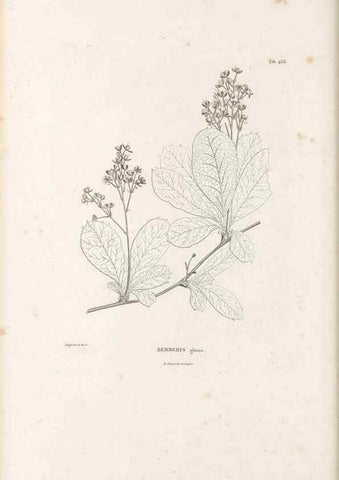 Reproducción/Reproduction 49521172653: Nova genera et species plantarum :. Antverpiae :Ex officina Christophori Plantini ...,1576.. 