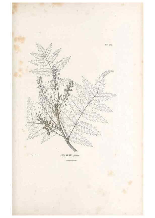 Reproducción/Reproduction 49521909487: Nova genera et species plantarum :. Antverpiae :Ex officina Christophori Plantini ...,1576.. 