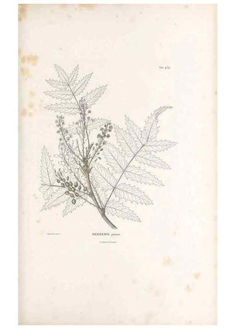 Reproducción/Reproduction 49521909487: Nova genera et species plantarum :. Antverpiae :Ex officina Christophori Plantini ...,1576.. 