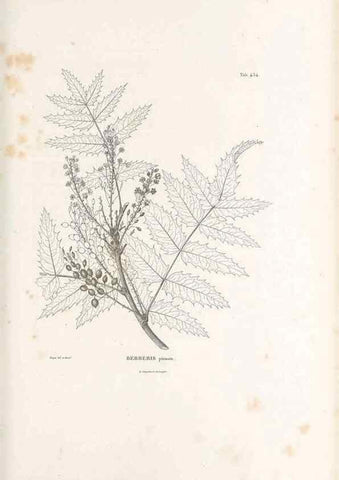 Reproducción/Reproduction 49521909487: Nova genera et species plantarum :. Antverpiae :Ex officina Christophori Plantini ...,1576.. 