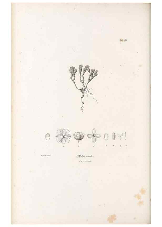Reproducción/Reproduction 49521909832: Nova genera et species plantarum :. Antverpiae :Ex officina Christophori Plantini ...,1576.. 