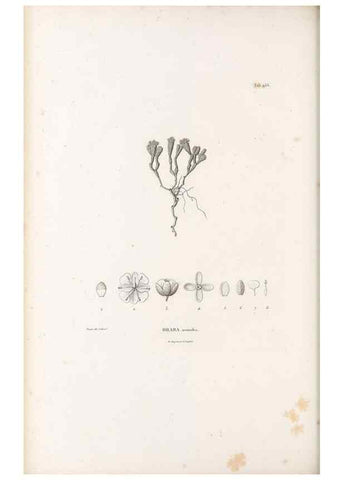 Reproducción/Reproduction 49521909832: Nova genera et species plantarum :. Antverpiae :Ex officina Christophori Plantini ...,1576.. 