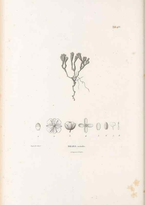 Reproducción/Reproduction 49521909832: Nova genera et species plantarum :. Antverpiae :Ex officina Christophori Plantini ...,1576.. 