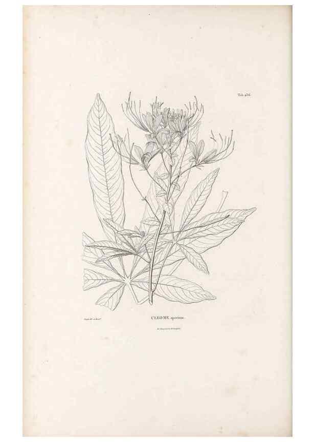 Reproducción/Reproduction 49521910197: Nova genera et species plantarum :. Antverpiae :Ex officina Christophori Plantini ...,1576.. 