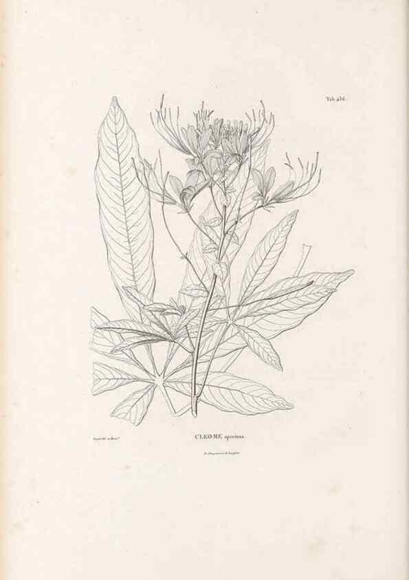 Reproducción/Reproduction 49521910197: Nova genera et species plantarum :. Antverpiae :Ex officina Christophori Plantini ...,1576.. 