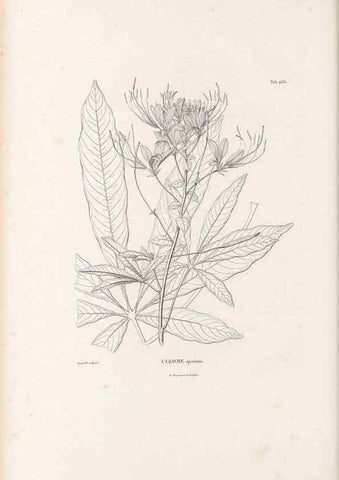Reproducción/Reproduction 49521910197: Nova genera et species plantarum :. Antverpiae :Ex officina Christophori Plantini ...,1576.. 