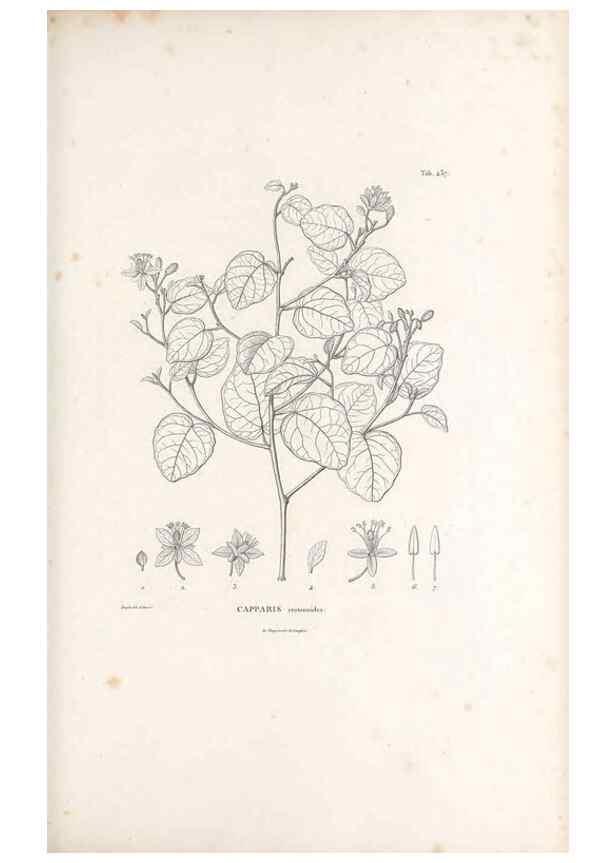 Reproducción/Reproduction 49521910472: Nova genera et species plantarum :. Antverpiae :Ex officina Christophori Plantini ...,1576.. 