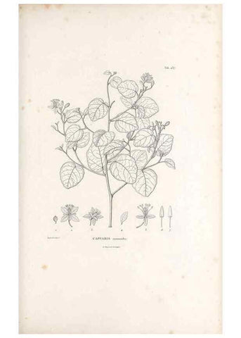 Reproducción/Reproduction 49521910472: Nova genera et species plantarum :. Antverpiae :Ex officina Christophori Plantini ...,1576.. 