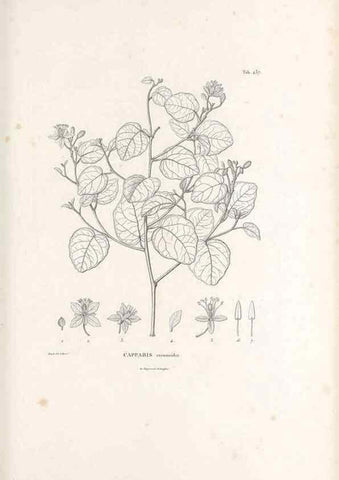 Reproducción/Reproduction 49521910472: Nova genera et species plantarum :. Antverpiae :Ex officina Christophori Plantini ...,1576.. 