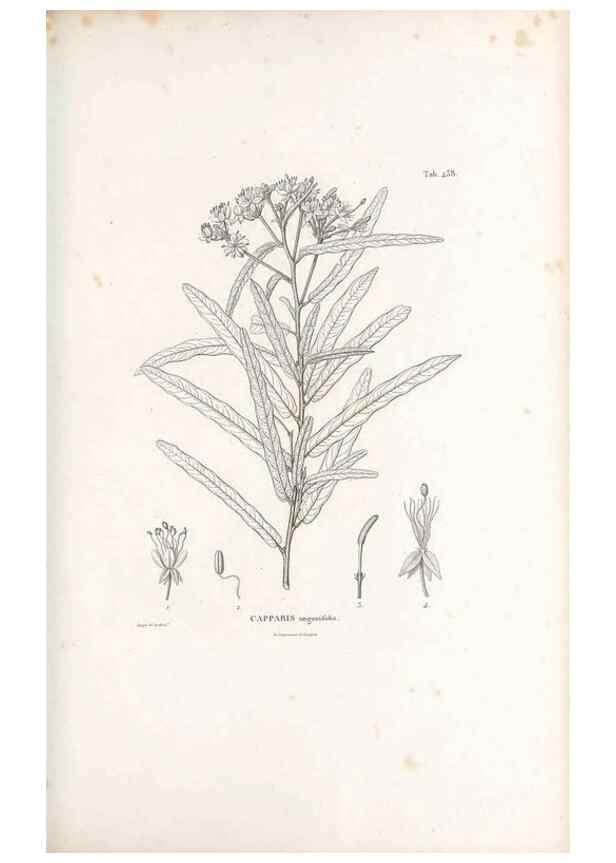 Reproducción/Reproduction 49521698571: Nova genera et species plantarum :. Antverpiae :Ex officina Christophori Plantini ...,1576.. 