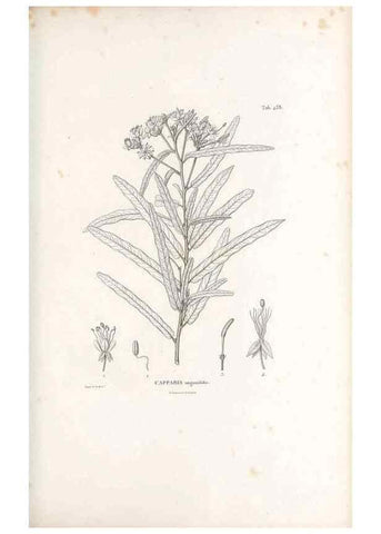 Reproducción/Reproduction 49521698571: Nova genera et species plantarum :. Antverpiae :Ex officina Christophori Plantini ...,1576.. 