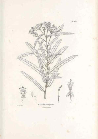 Reproducción/Reproduction 49521698571: Nova genera et species plantarum :. Antverpiae :Ex officina Christophori Plantini ...,1576.. 