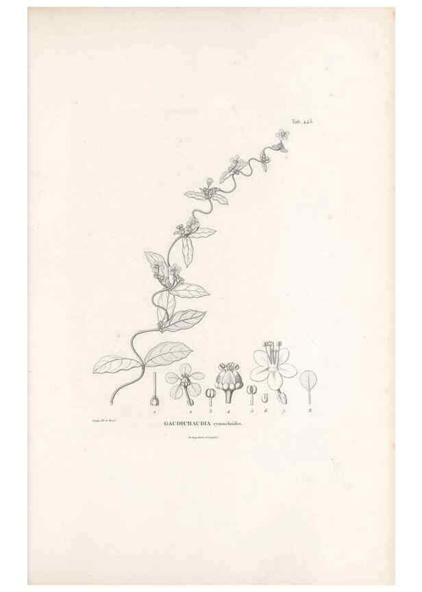 Reproducción/Reproduction 49521178028: Nova genera et species plantarum :. Antverpiae :Ex officina Christophori Plantini ...,1576.. 
