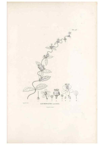Reproducción/Reproduction 49521178028: Nova genera et species plantarum :. Antverpiae :Ex officina Christophori Plantini ...,1576.. 