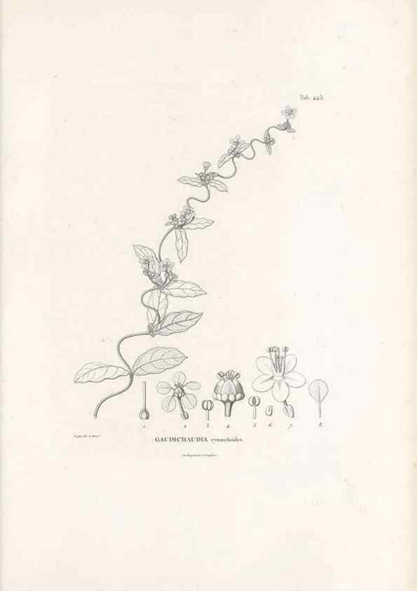 Reproducción/Reproduction 49521178028: Nova genera et species plantarum :. Antverpiae :Ex officina Christophori Plantini ...,1576.. 