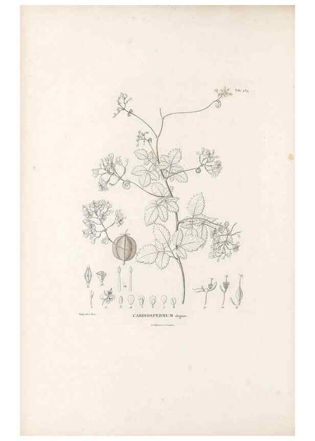 Reproducción/Reproduction 49521698916: Nova genera et species plantarum :. Antverpiae :Ex officina Christophori Plantini ...,1576.. 