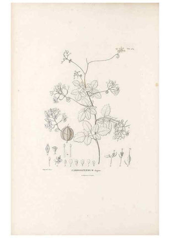 Reproducción/Reproduction 49521698916: Nova genera et species plantarum :. Antverpiae :Ex officina Christophori Plantini ...,1576.. 