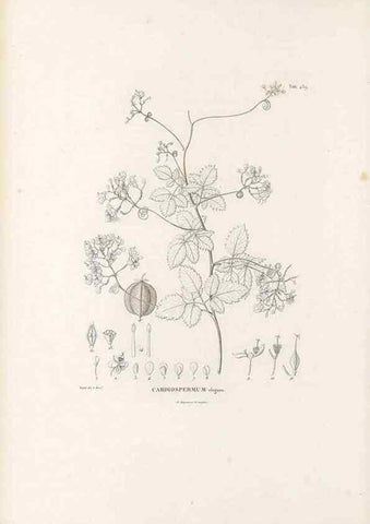 Reproducción/Reproduction 49521698916: Nova genera et species plantarum :. Antverpiae :Ex officina Christophori Plantini ...,1576.. 