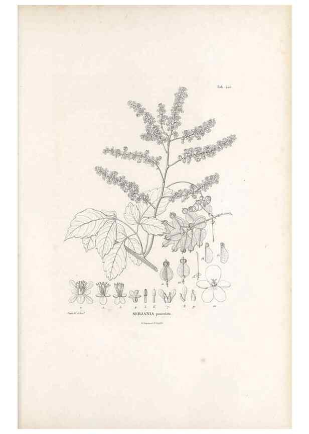 Reproducción/Reproduction 49521175793: Nova genera et species plantarum :. Antverpiae :Ex officina Christophori Plantini ...,1576.. 