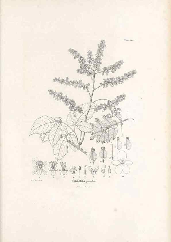 Reproducción/Reproduction 49521175793: Nova genera et species plantarum :. Antverpiae :Ex officina Christophori Plantini ...,1576.. 