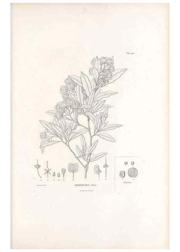 Reproducción/Reproduction 49521699991: Nova genera et species plantarum :. Antverpiae :Ex officina Christophori Plantini ...,1576.. 