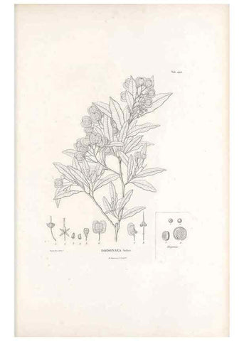 Reproducción/Reproduction 49521699991: Nova genera et species plantarum :. Antverpiae :Ex officina Christophori Plantini ...,1576.. 