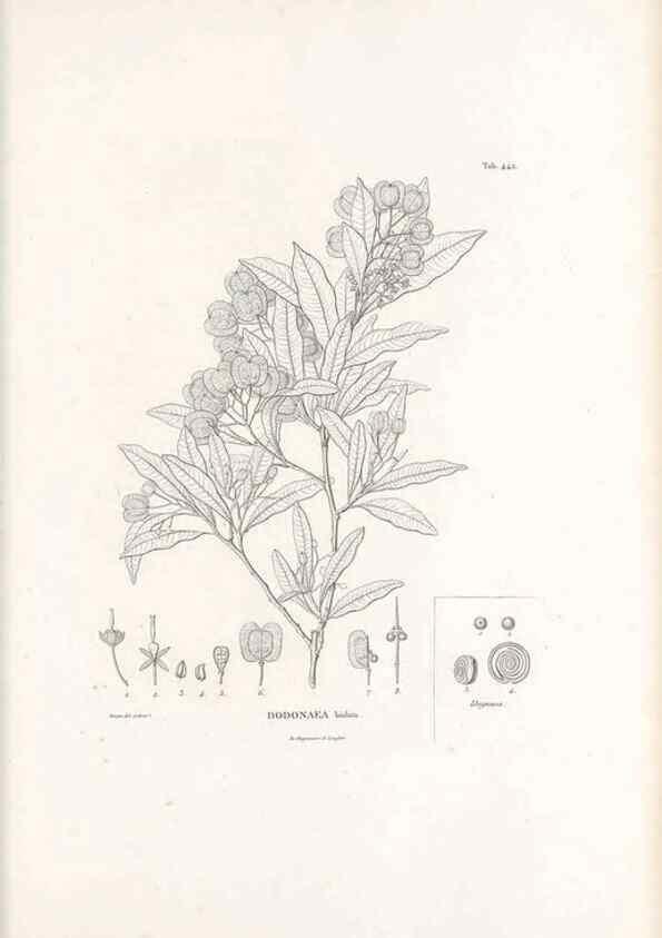 Reproducción/Reproduction 49521699991: Nova genera et species plantarum :. Antverpiae :Ex officina Christophori Plantini ...,1576.. 