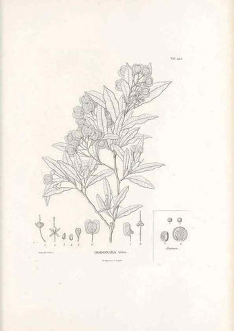 Reproducción/Reproduction 49521699991: Nova genera et species plantarum :. Antverpiae :Ex officina Christophori Plantini ...,1576.. 