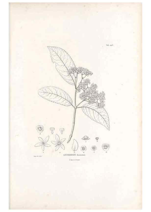 Reproducción/Reproduction 49521912497: Nova genera et species plantarum :. Antverpiae :Ex officina Christophori Plantini ...,1576.. 