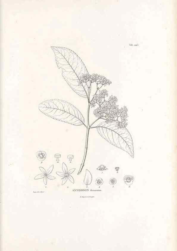 Reproducción/Reproduction 49521912497: Nova genera et species plantarum :. Antverpiae :Ex officina Christophori Plantini ...,1576.. 