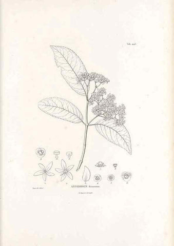 Reproducción/Reproduction 49521912497: Nova genera et species plantarum :. Antverpiae :Ex officina Christophori Plantini ...,1576.. 