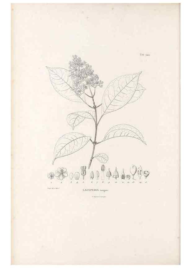 Reproducción/Reproduction 49521176503: Nova genera et species plantarum :. Antverpiae :Ex officina Christophori Plantini ...,1576.. 