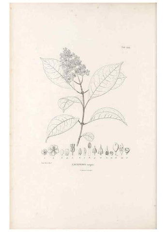 Reproducción/Reproduction 49521176503: Nova genera et species plantarum :. Antverpiae :Ex officina Christophori Plantini ...,1576.. 