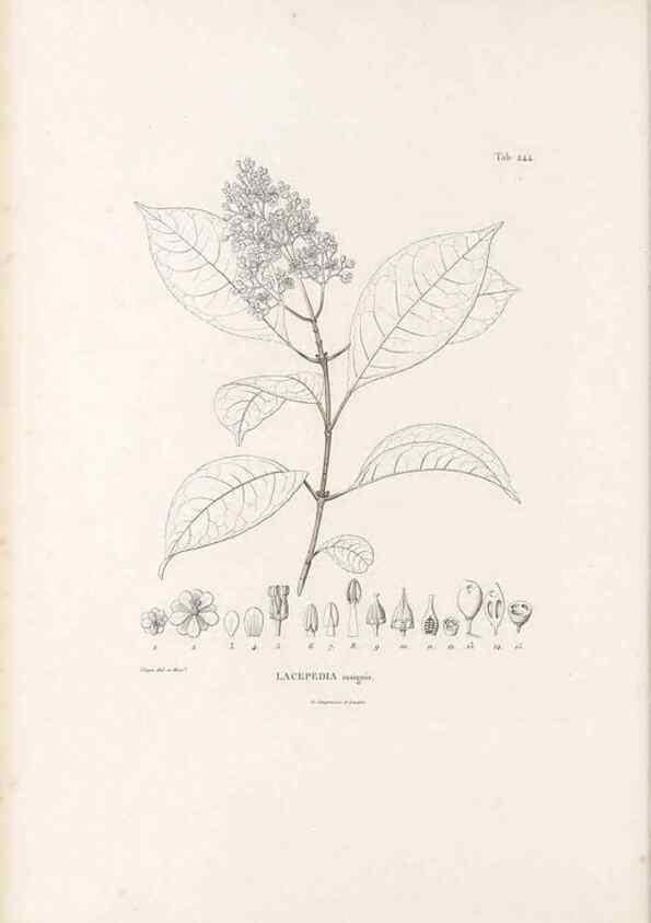 Reproducción/Reproduction 49521176503: Nova genera et species plantarum :. Antverpiae :Ex officina Christophori Plantini ...,1576.. 