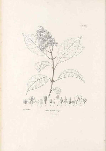 Reproducción/Reproduction 49521176503: Nova genera et species plantarum :. Antverpiae :Ex officina Christophori Plantini ...,1576.. 