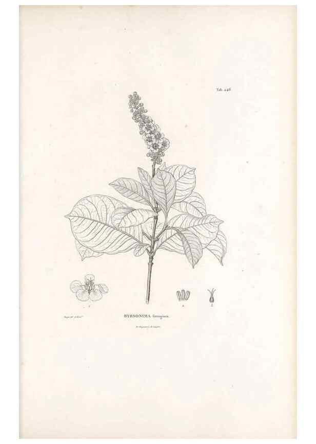 Reproducción/Reproduction 49521176773: Nova genera et species plantarum :. Antverpiae :Ex officina Christophori Plantini ...,1576.. 