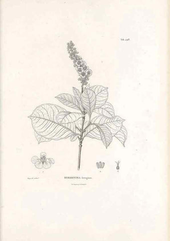 Reproducción/Reproduction 49521176773: Nova genera et species plantarum :. Antverpiae :Ex officina Christophori Plantini ...,1576.. 