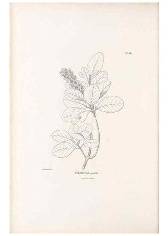 Reproducción/Reproduction 49521177053: Nova genera et species plantarum :. Antverpiae :Ex officina Christophori Plantini ...,1576.. 