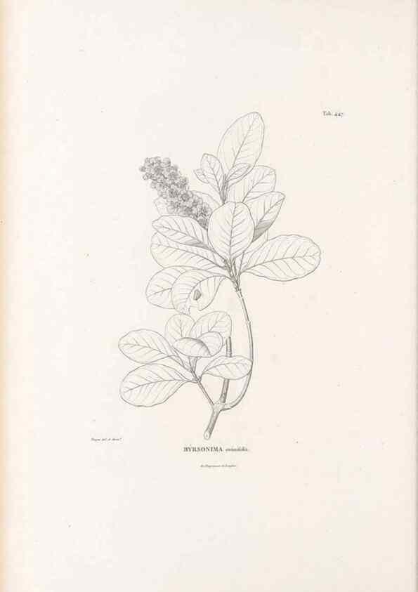 Reproducción/Reproduction 49521177053: Nova genera et species plantarum :. Antverpiae :Ex officina Christophori Plantini ...,1576.. 