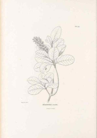 Reproducción/Reproduction 49521177053: Nova genera et species plantarum :. Antverpiae :Ex officina Christophori Plantini ...,1576.. 