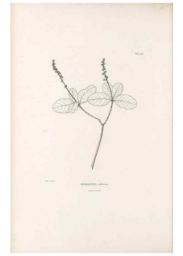 Reproducción/Reproduction 49521177358: Nova genera et species plantarum :. Antverpiae :Ex officina Christophori Plantini ...,1576.. 