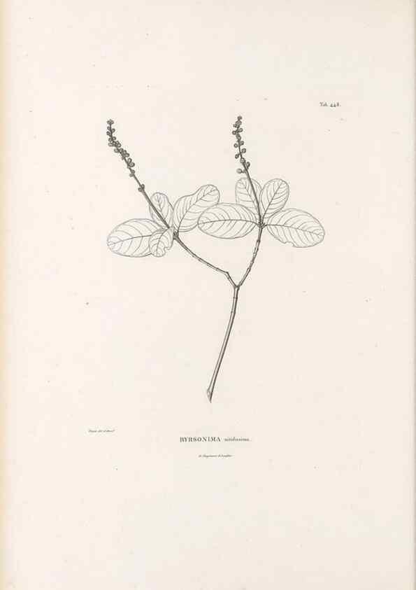 Reproducción/Reproduction 49521177358: Nova genera et species plantarum :. Antverpiae :Ex officina Christophori Plantini ...,1576.. 
