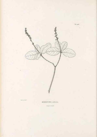 Reproducción/Reproduction 49521177358: Nova genera et species plantarum :. Antverpiae :Ex officina Christophori Plantini ...,1576.. 