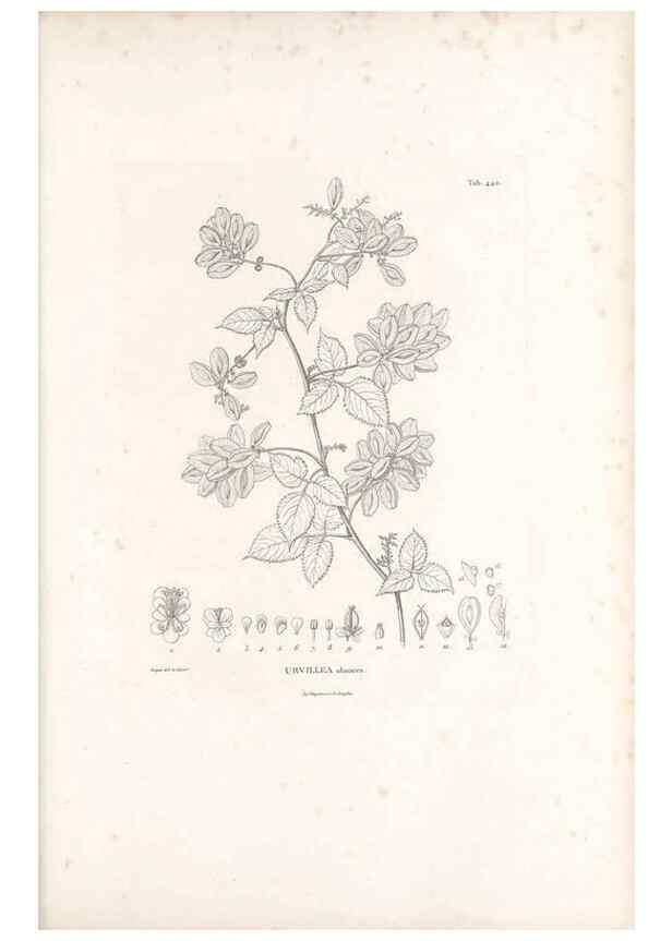 Reproducción/Reproduction 49521911537: Nova genera et species plantarum :. Antverpiae :Ex officina Christophori Plantini ...,1576.. 