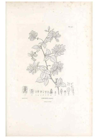Reproducción/Reproduction 49521911537: Nova genera et species plantarum :. Antverpiae :Ex officina Christophori Plantini ...,1576.. 